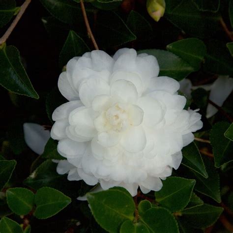 The Captivating Aura of October's White Shi Shi Camellia